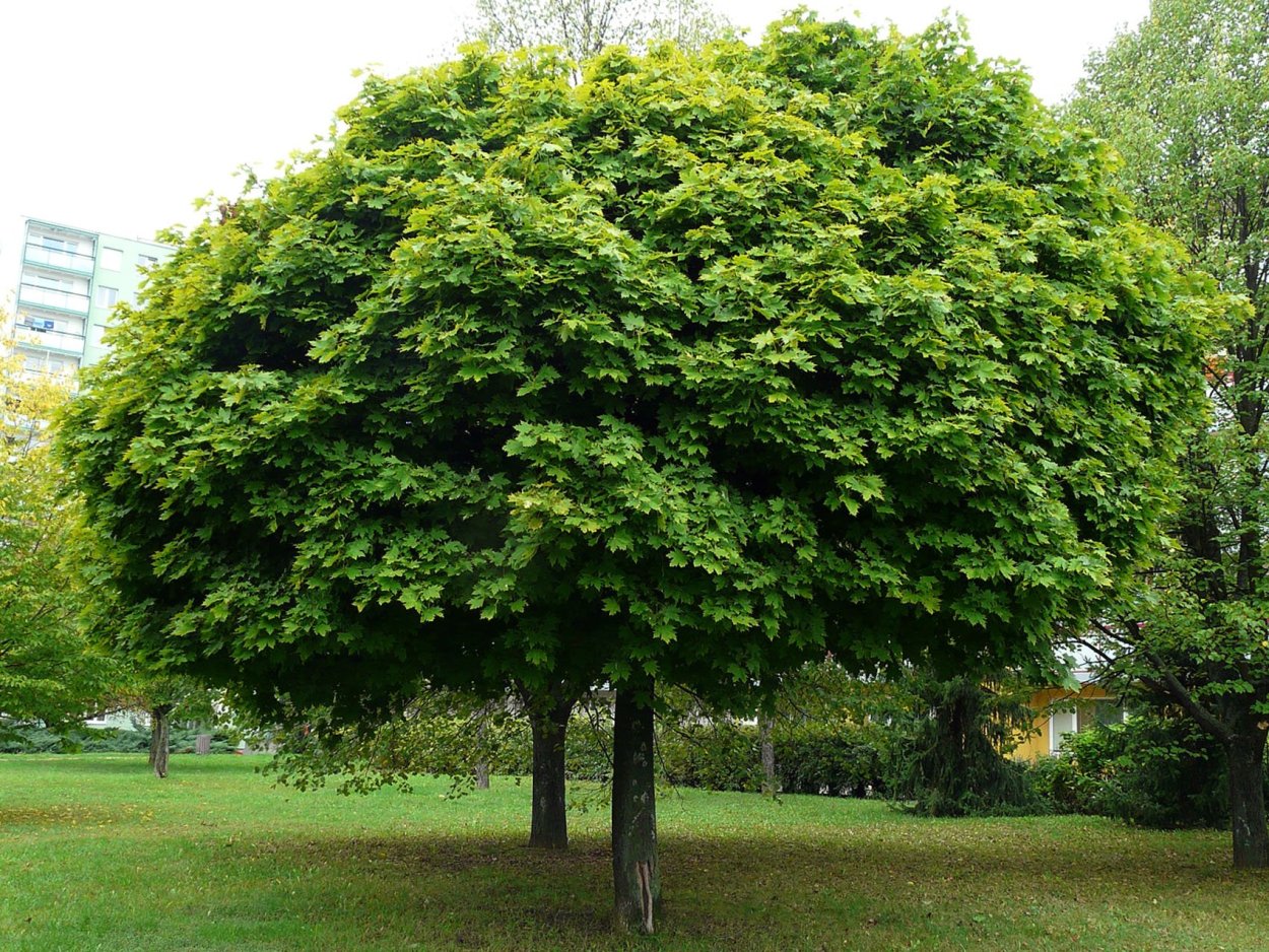 Клен остролистный Глобозум