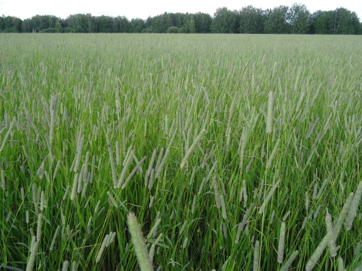 Многолетние травы Тимофеевка Луговая