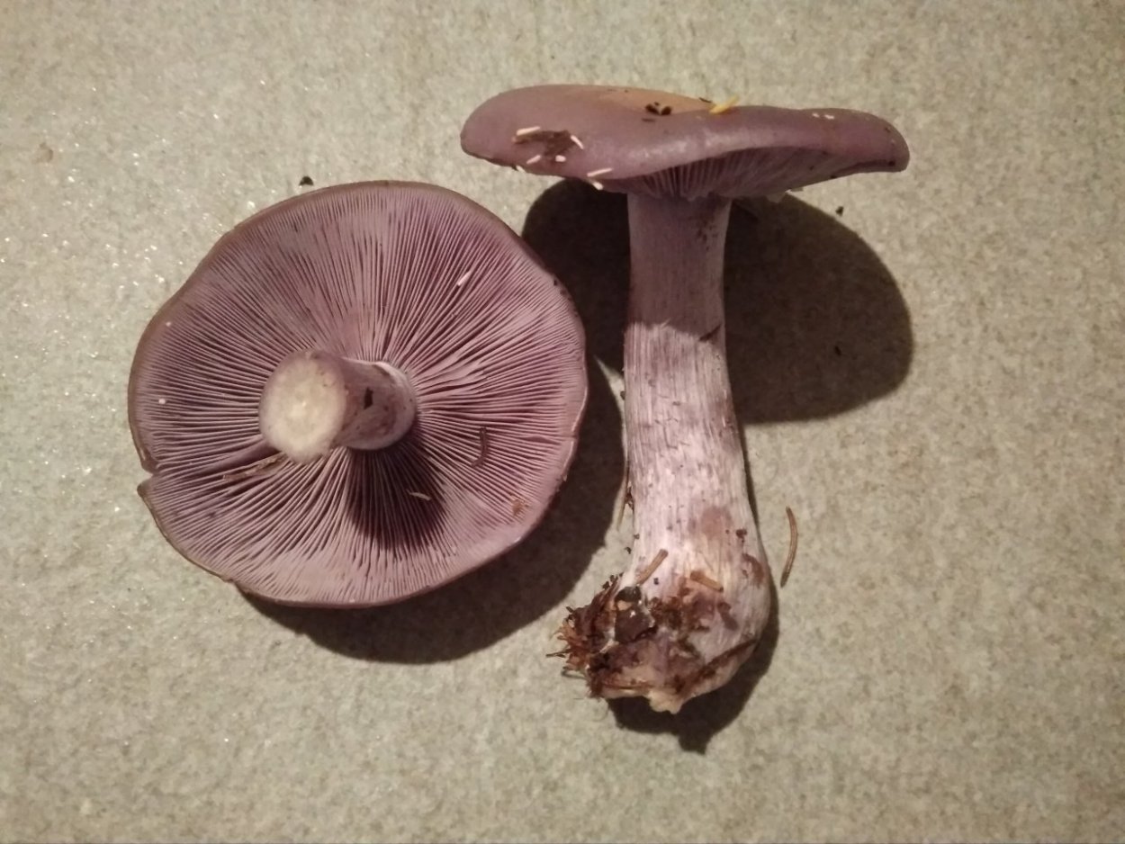 Гриб рядовка с фиолетовой ножкой