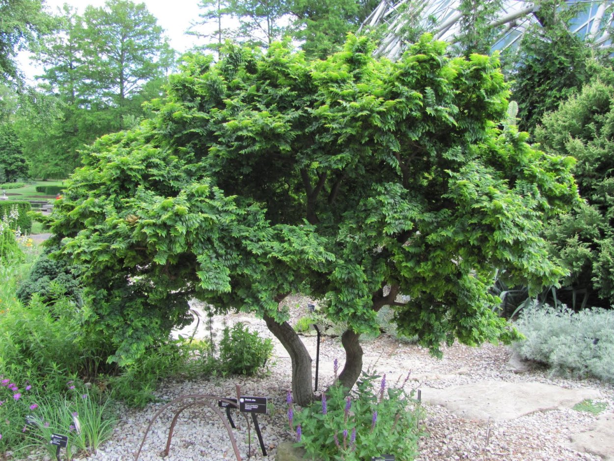 Дуб черешчатый (Quercus Robur)