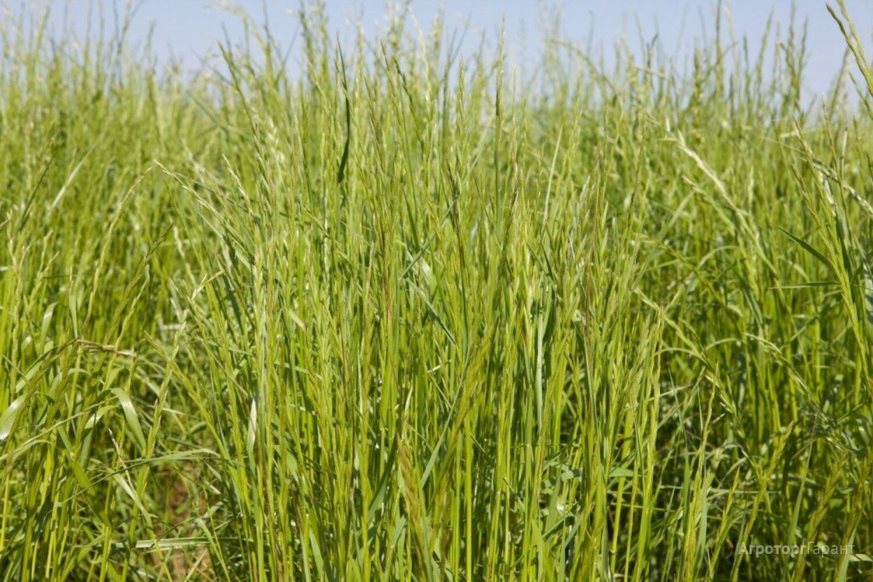 Фестулолиум трава