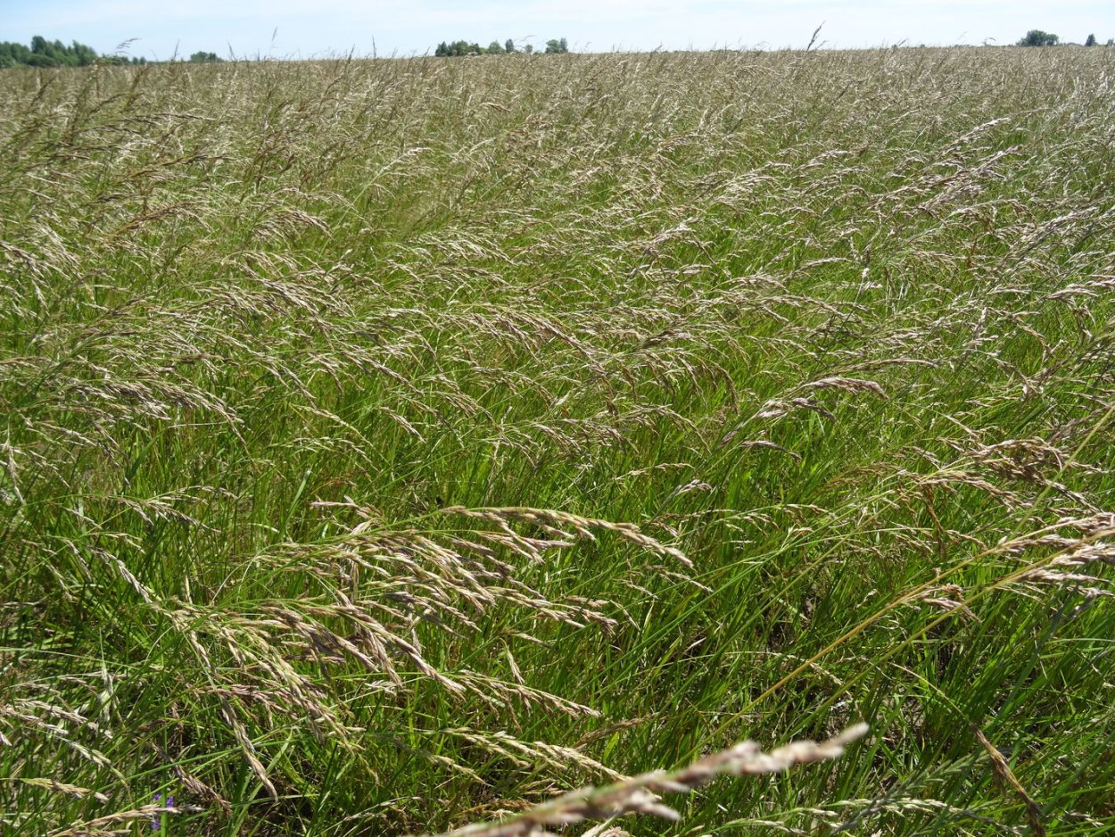 Фестулолиум изумрудный