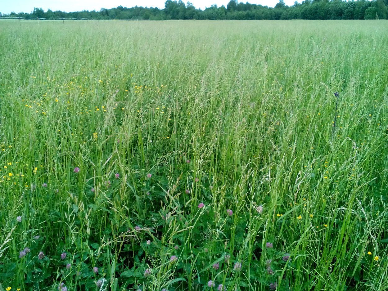 Кормовые травы