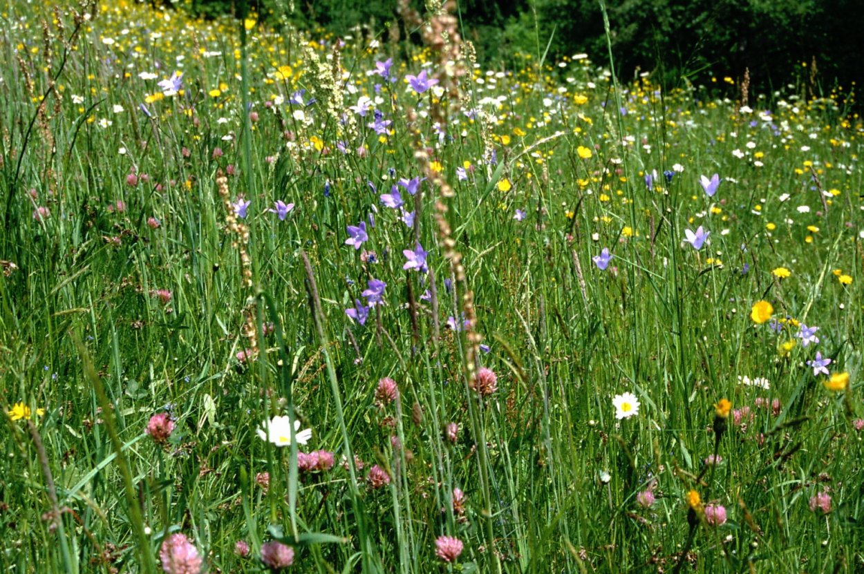 Разнотравно-злаковые Луга
