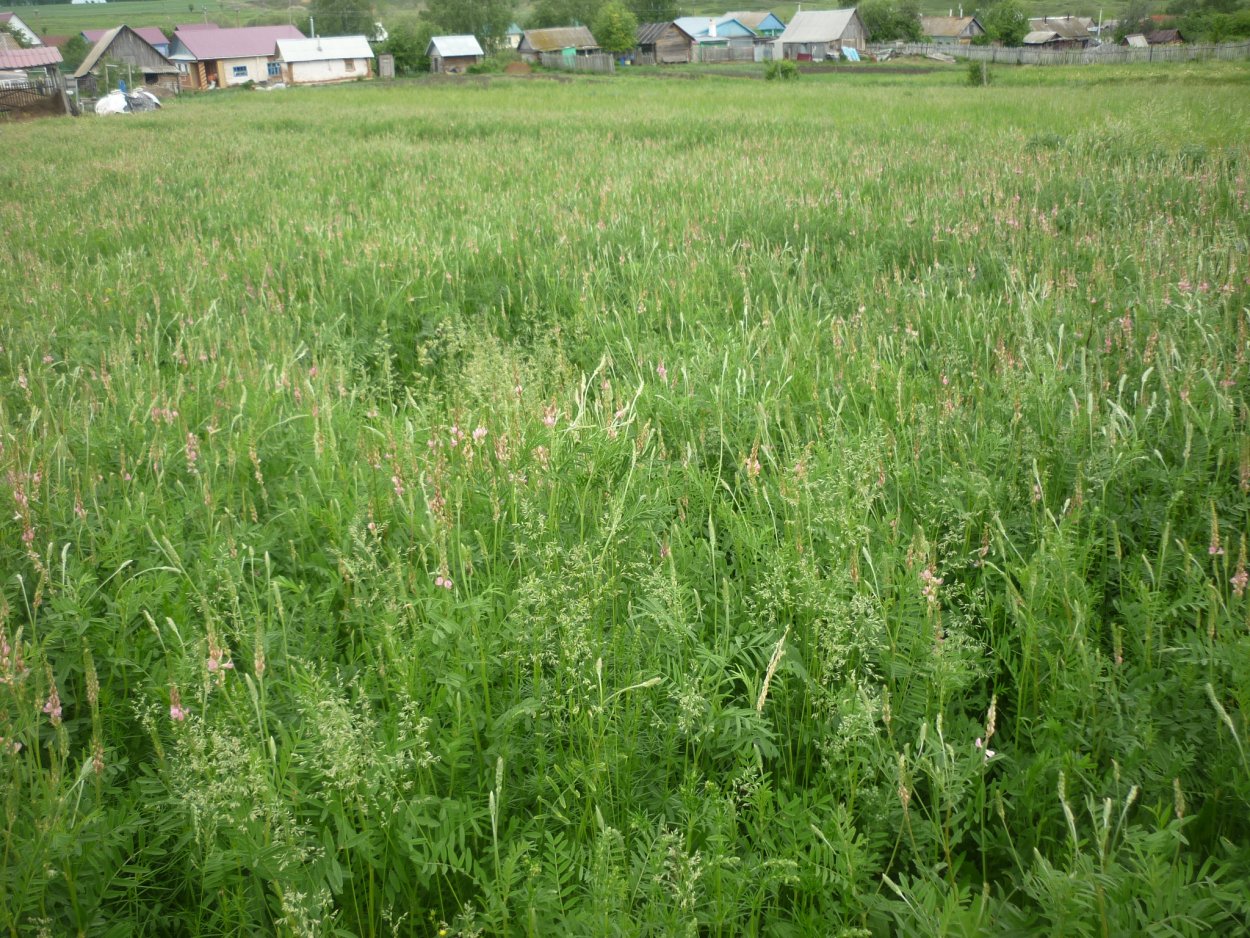 Многолетние кормовые травы