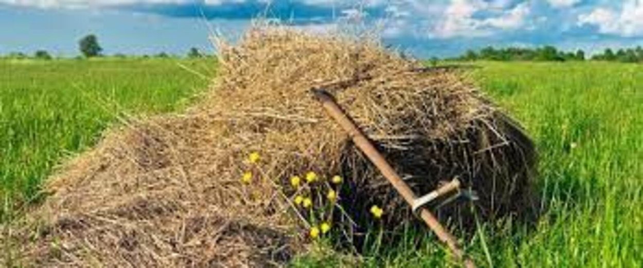 Сенокос сено