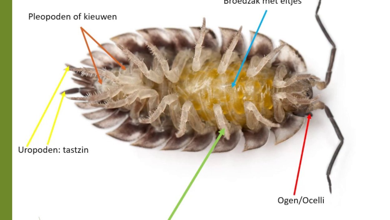 Мокрица вверх ногами