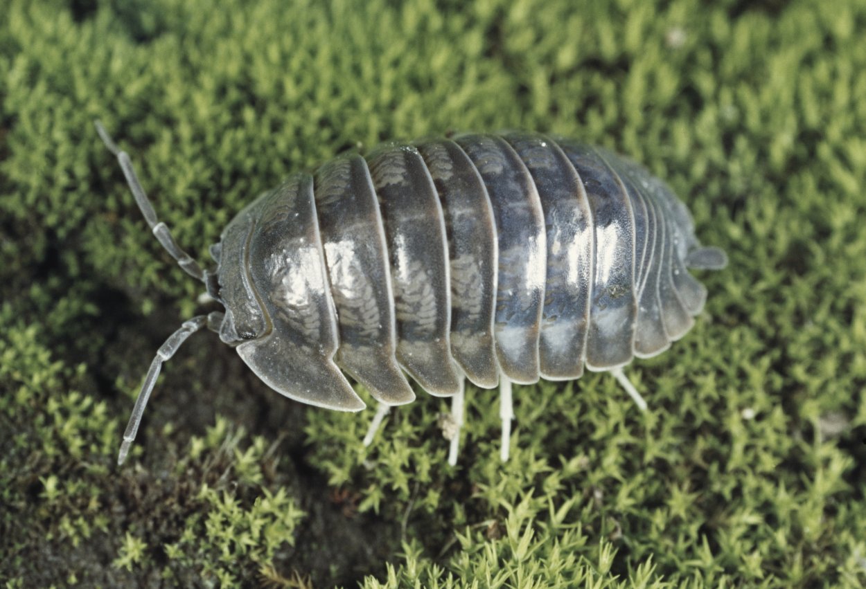 Мокрица-броненосец обыкновенная