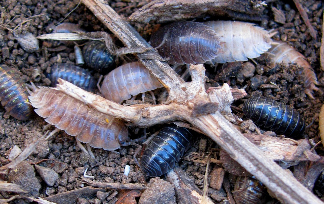 Мокрица детеныш