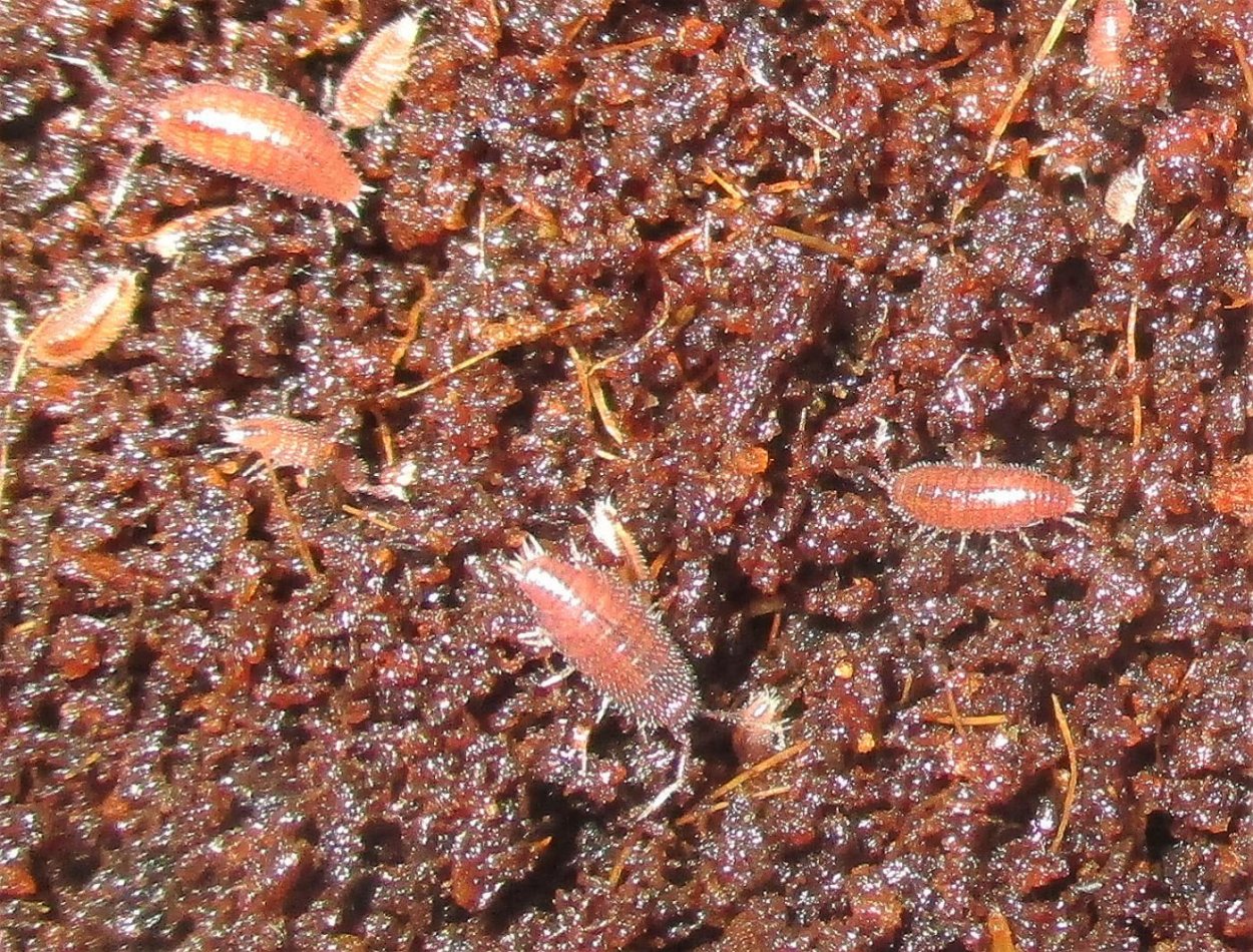 Trichorhina tomentosa