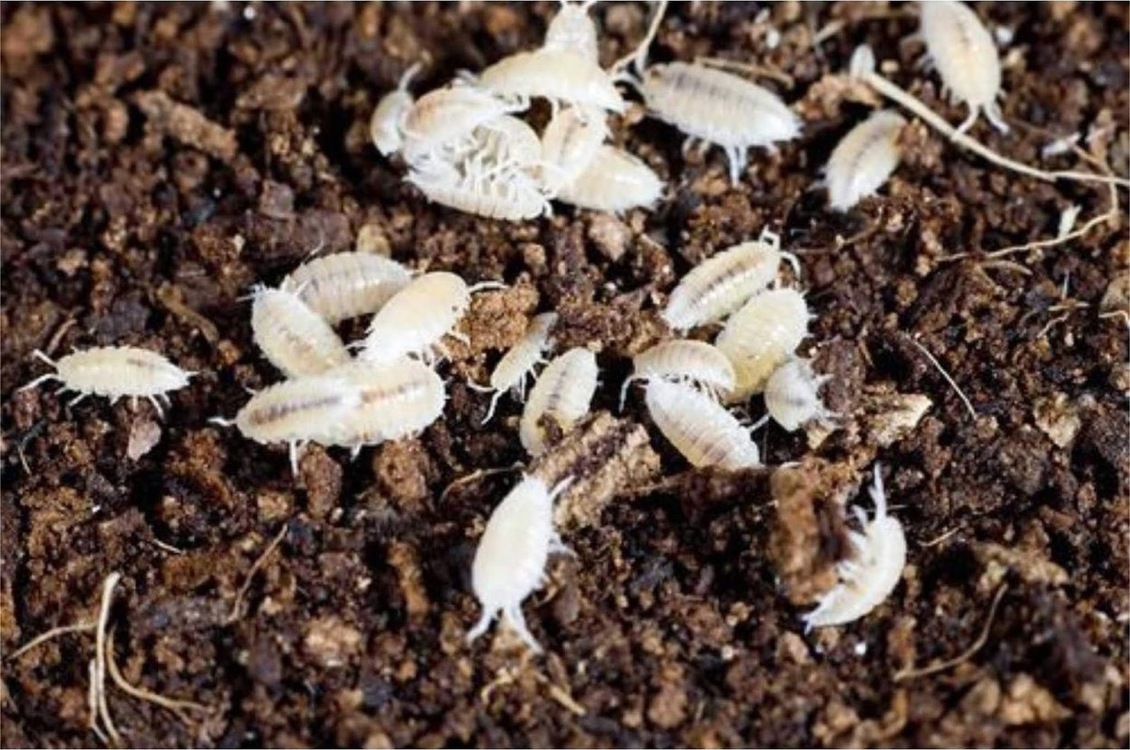 Жук мокрица броненосец