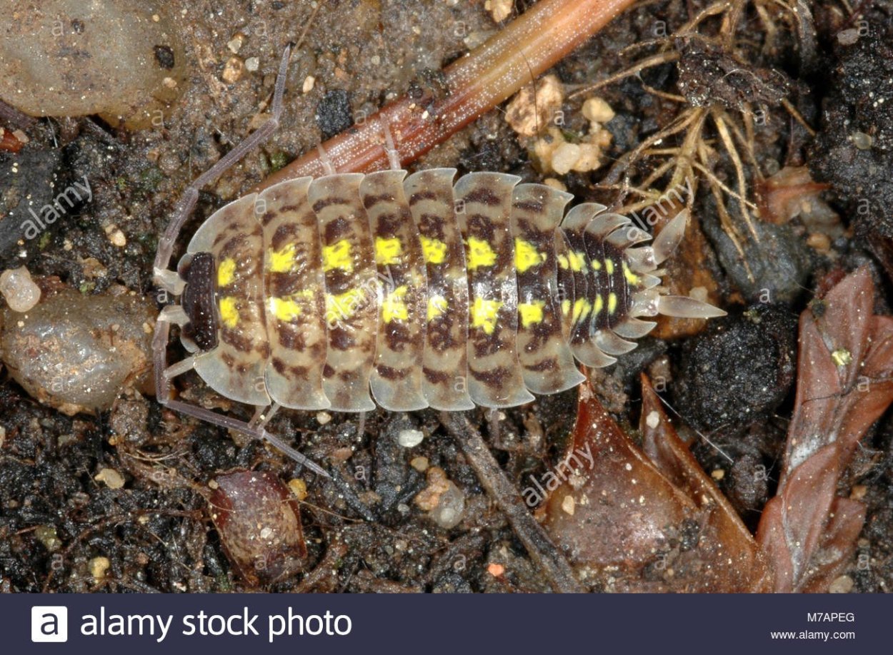 Мокрица СЛИЗЕНЬ