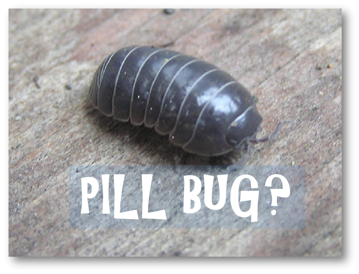 Мокрица Крымская