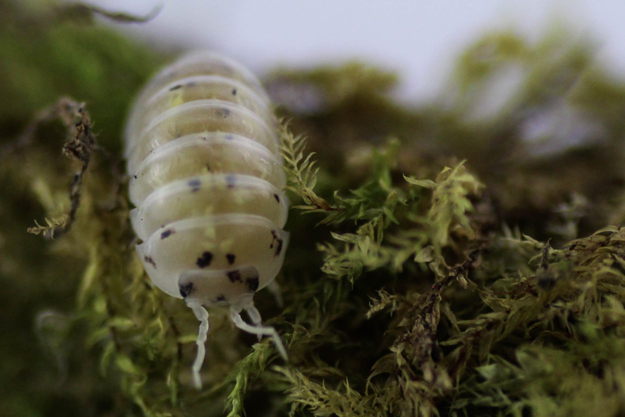 Porcellio expansus Orange