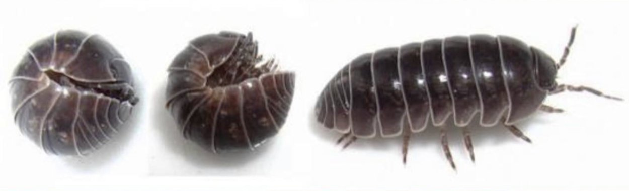 Гусеница мокрица