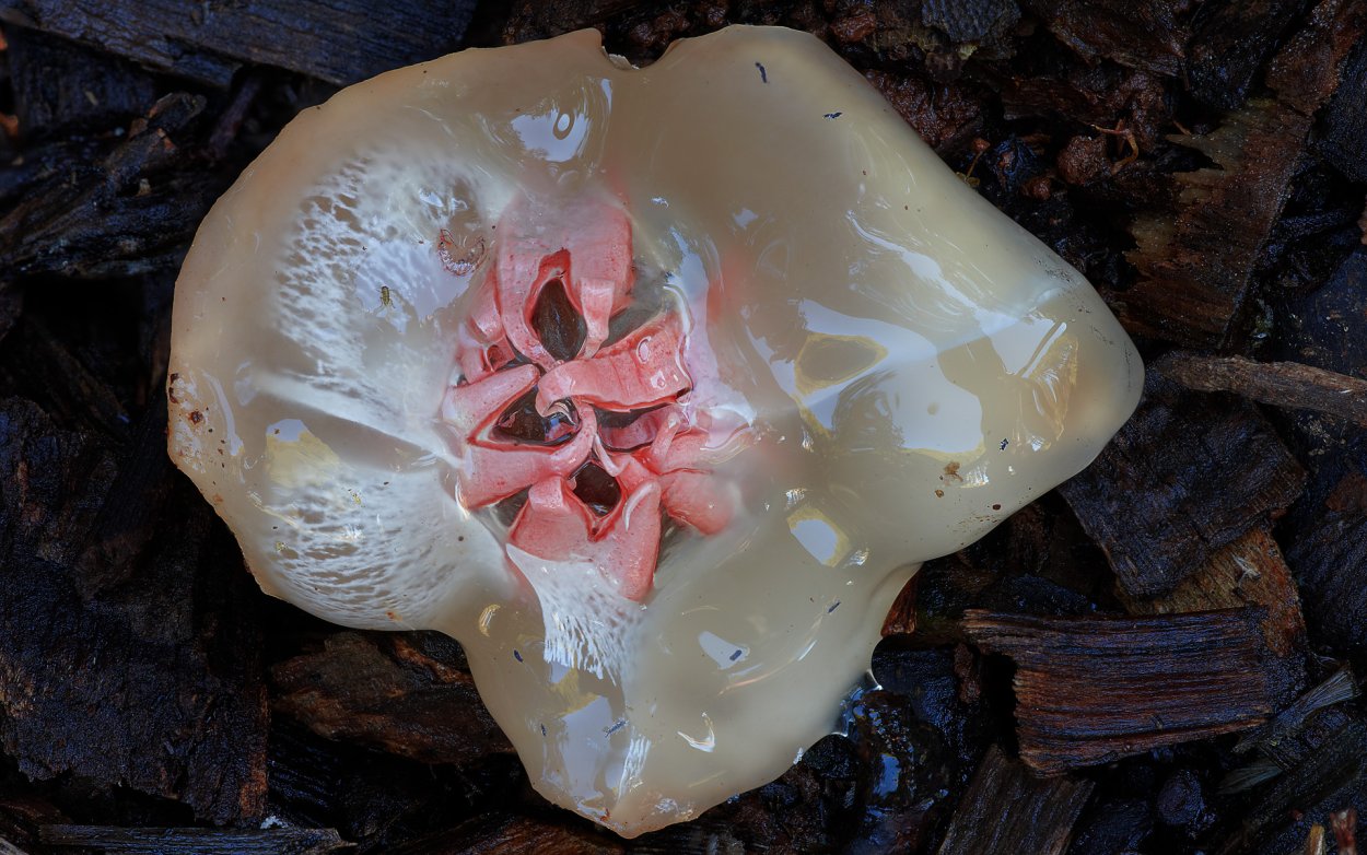 Мокрица-паразит Cymothoa exigua