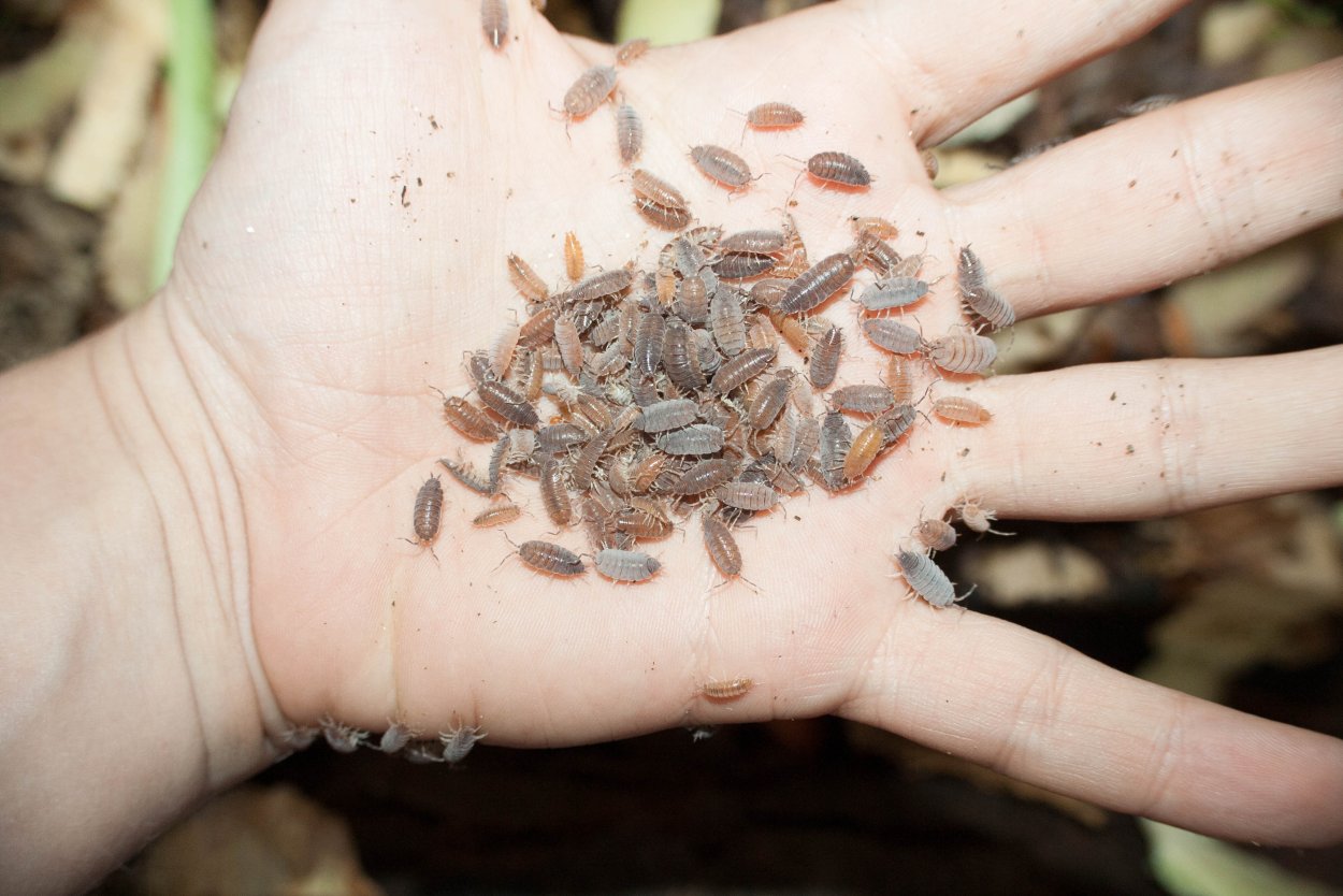 Мокрица Жук личинки