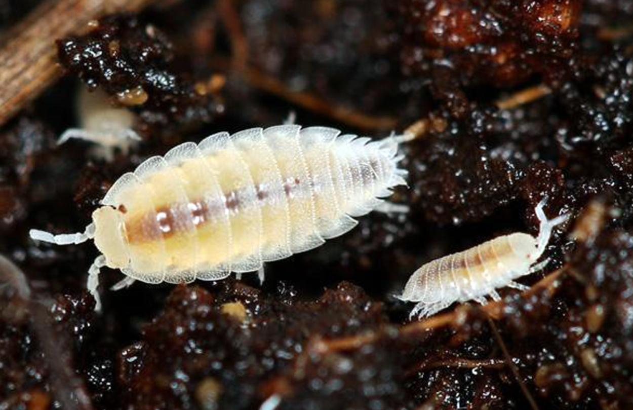 Мокрица Жук личинки