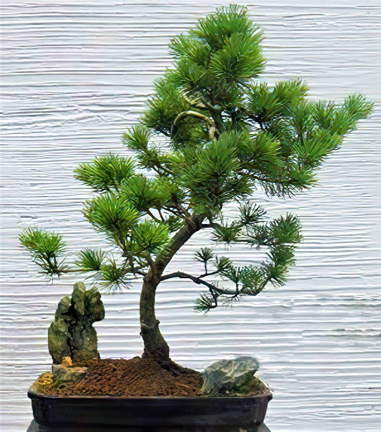 Кано бонсай