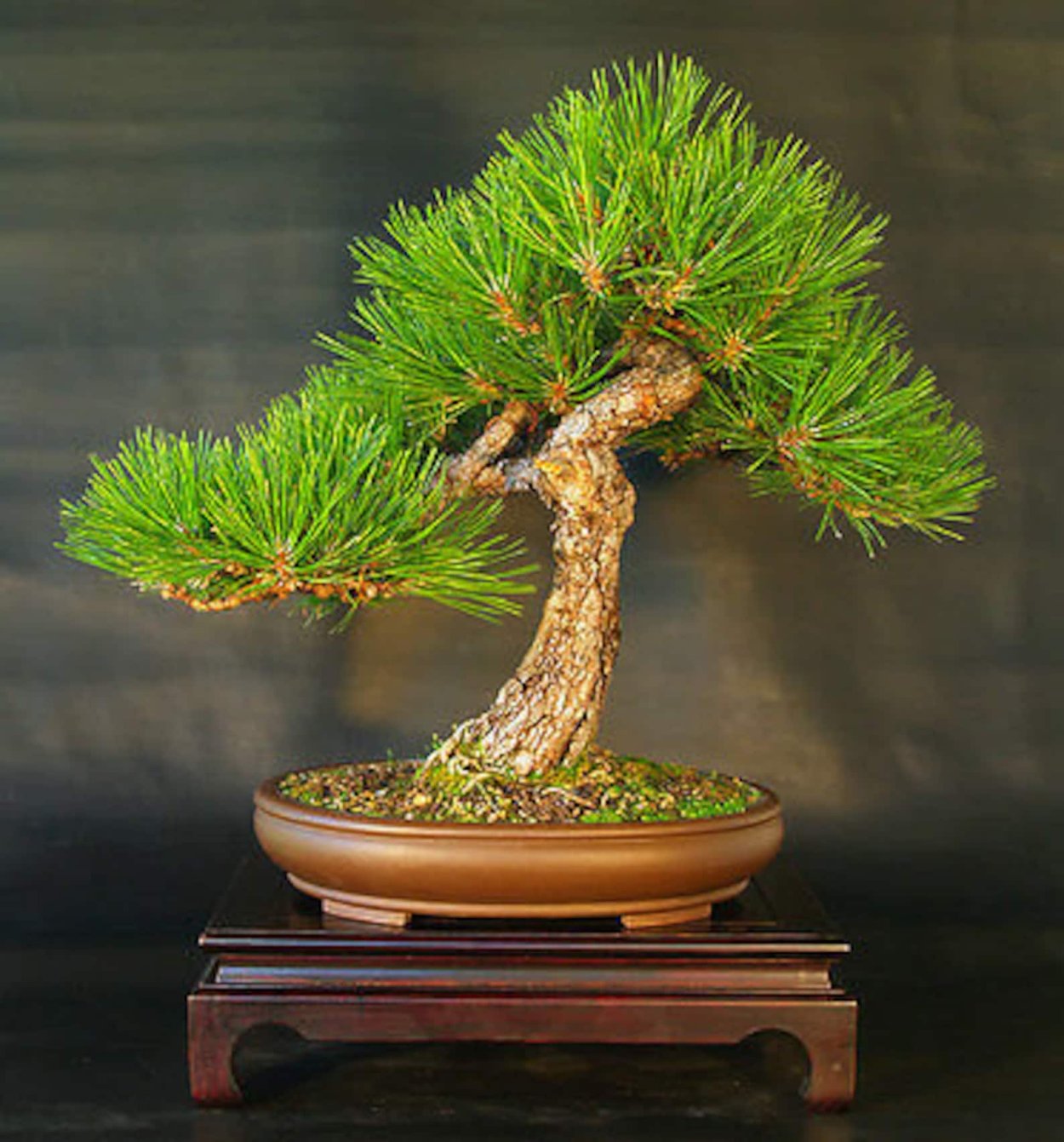 Сосна Мугус бонсай
