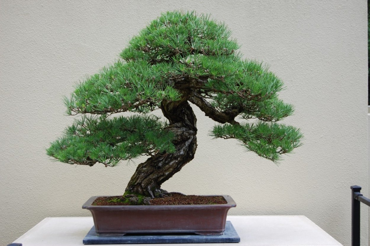 Сосна Пиния бонсай