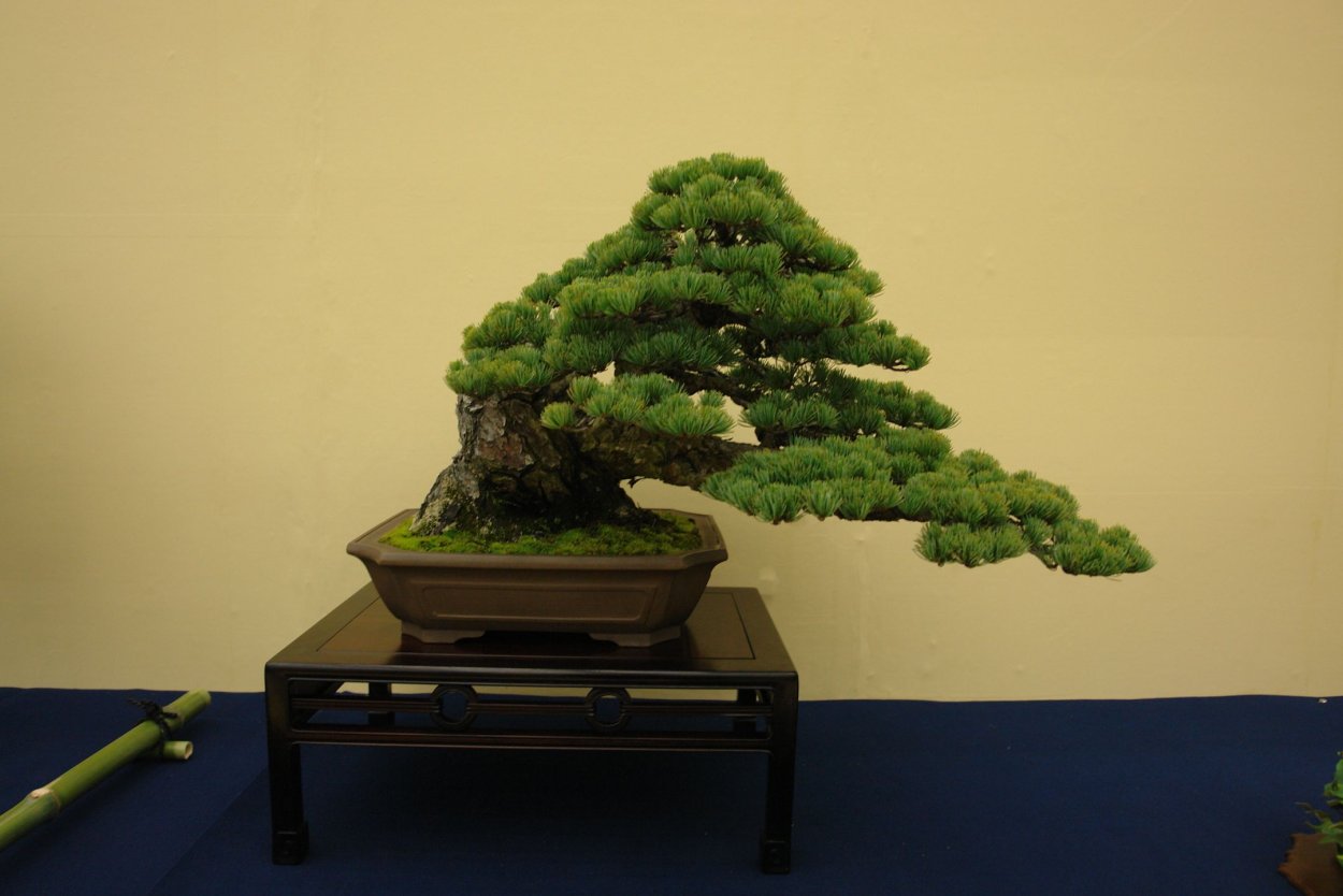 Банзай фото лица