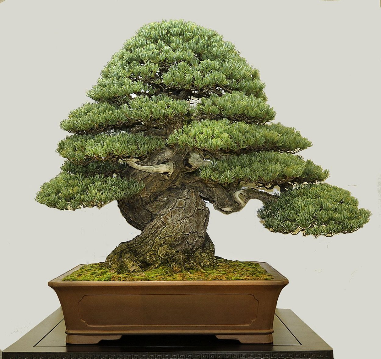 Бонсай дерево сосна