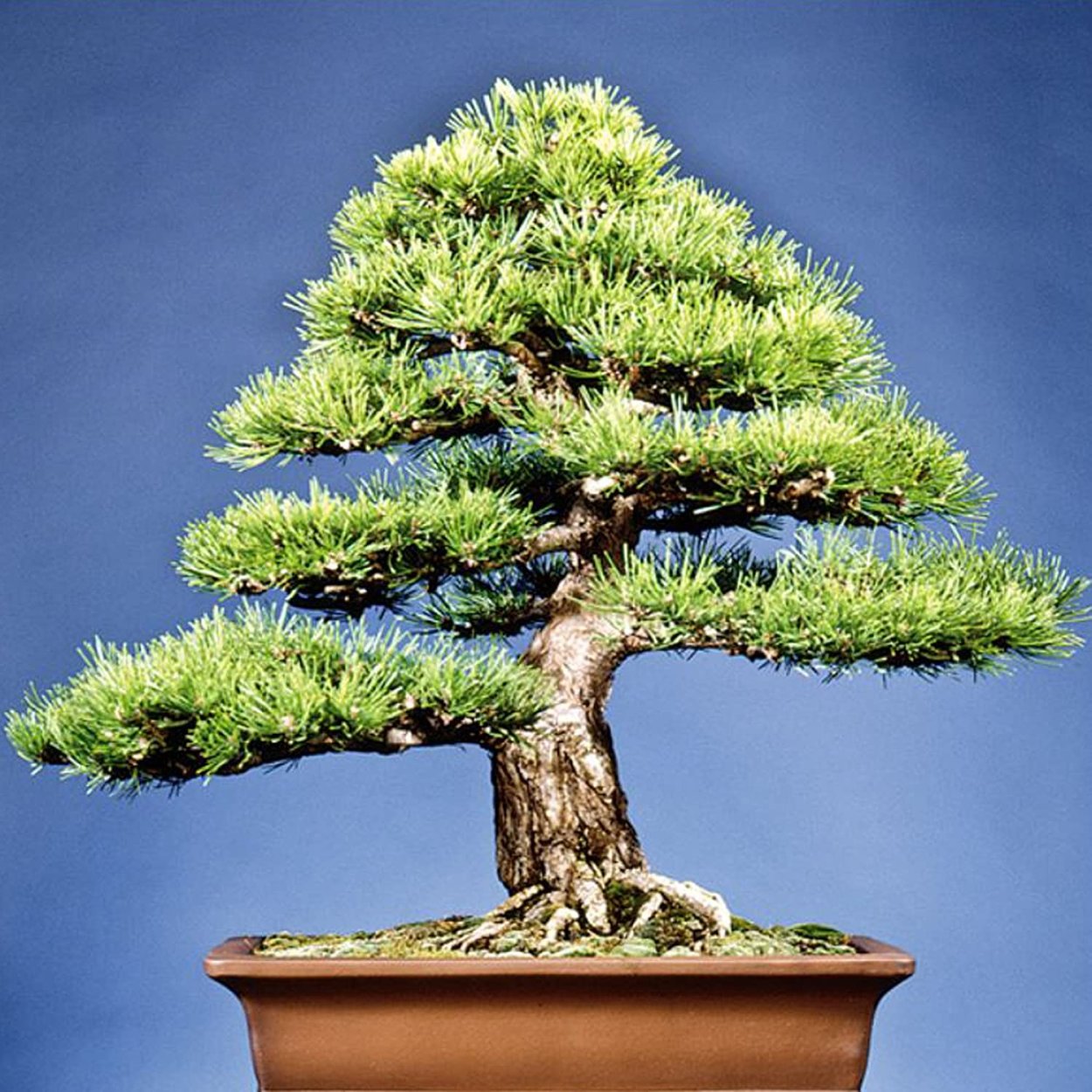 Растение Гойо