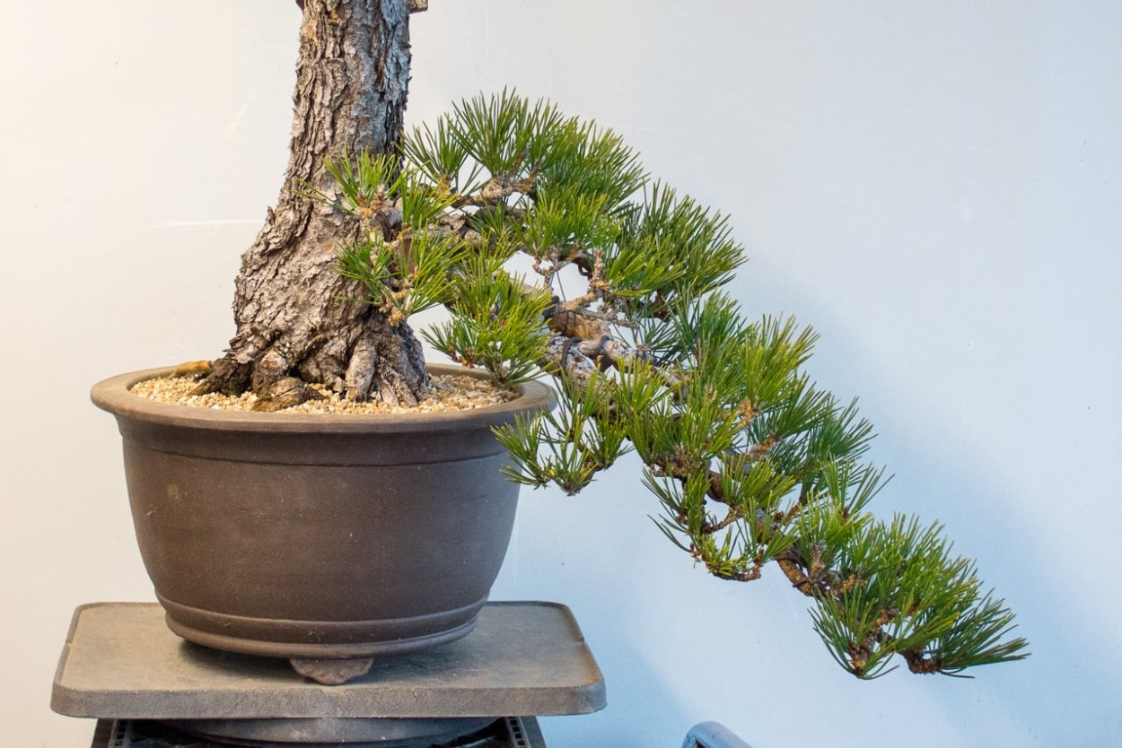 Можжевельник Мейера бонсай