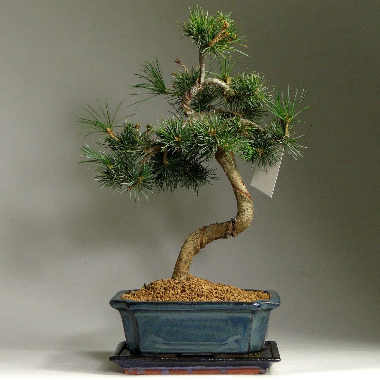 Бонсай сосна