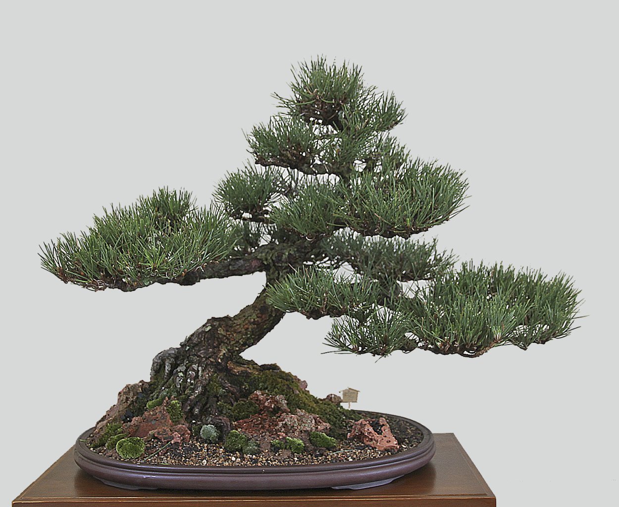 Бонсай из русской сосны