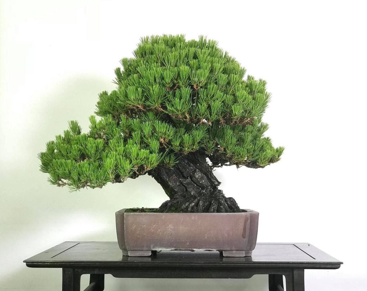 Сосна Пиния бонсай