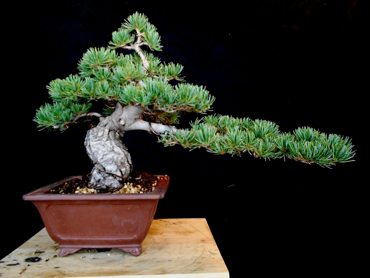 Горная Pinus nigra бонсай