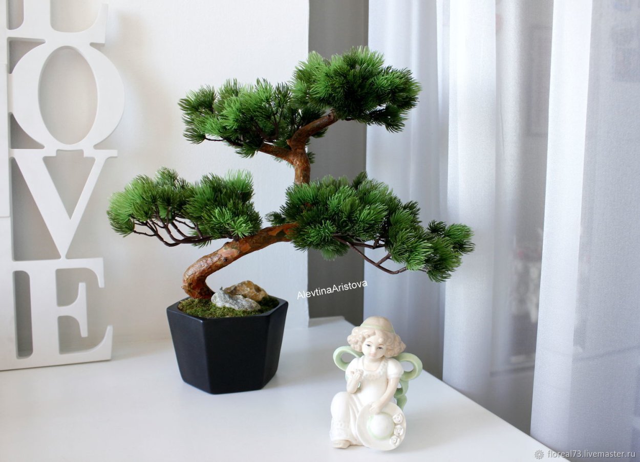 Сосна Тунберга бонсай