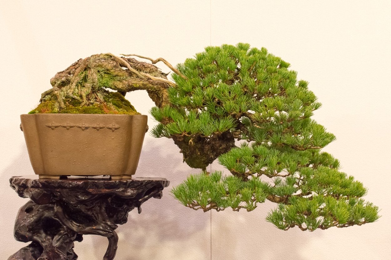 Pinus nigra бонсай