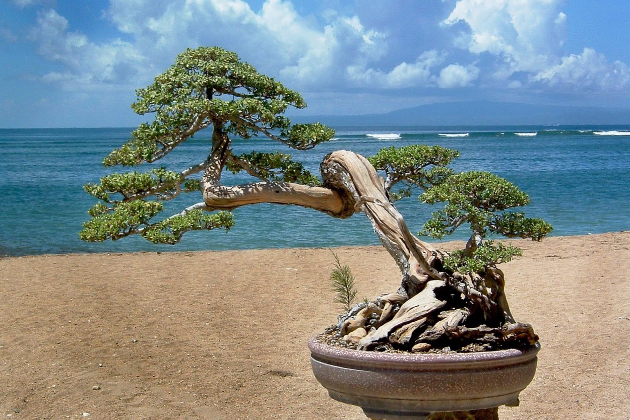 Бонсай сосна Муррея