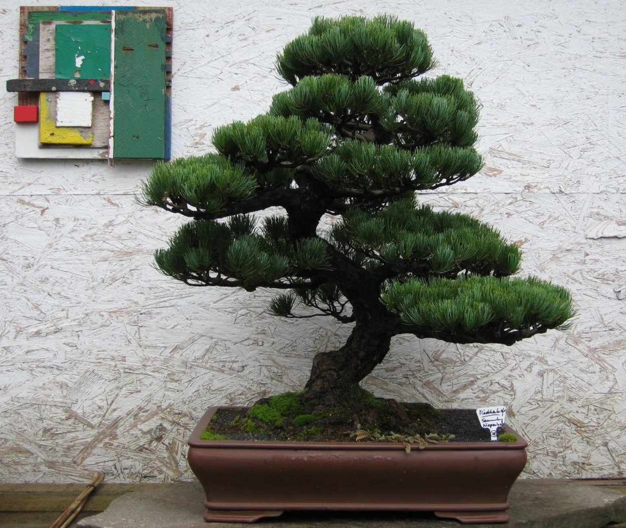 Искусство Банзай сосна