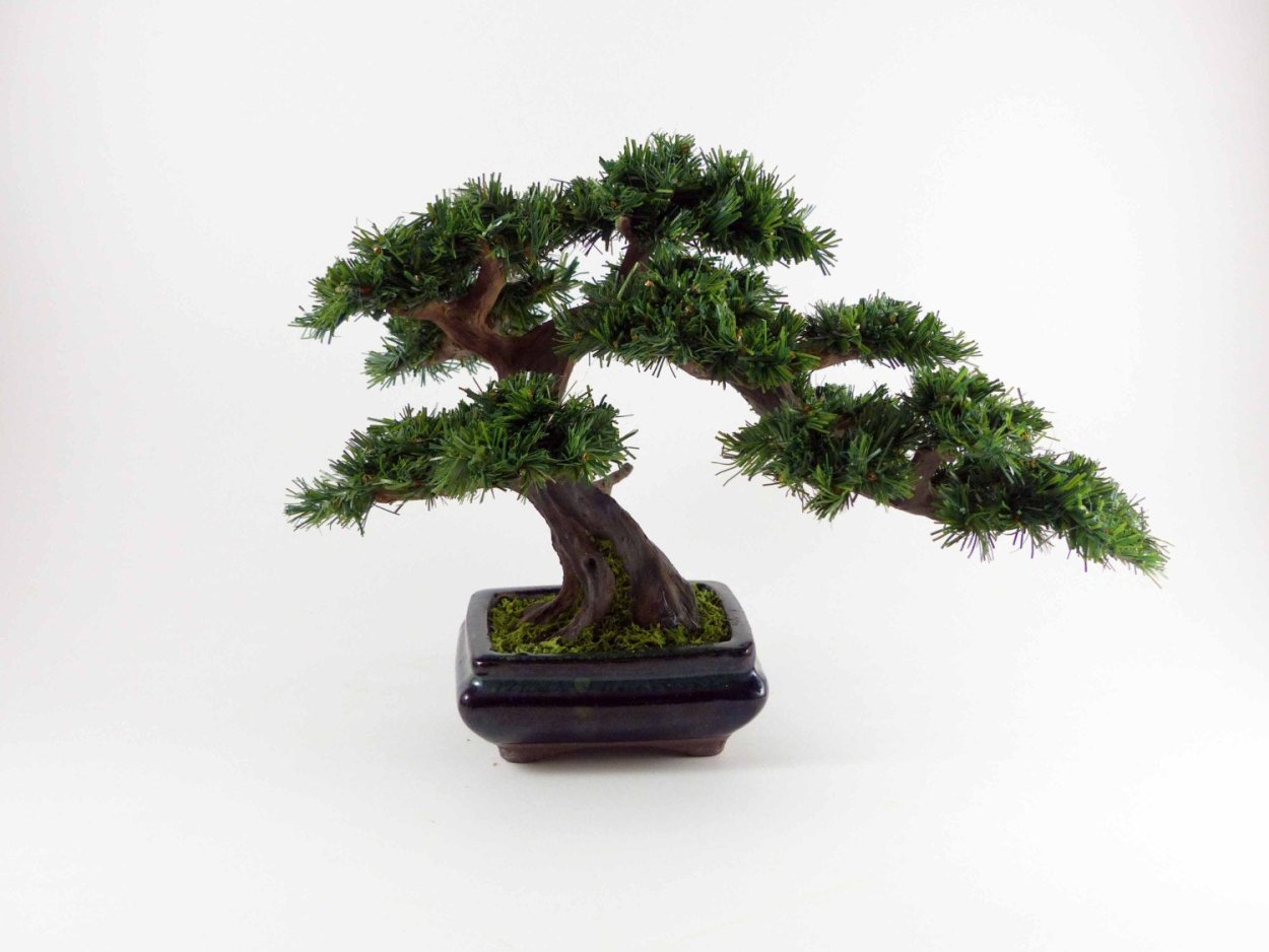 Мойоги бонсай Баньян