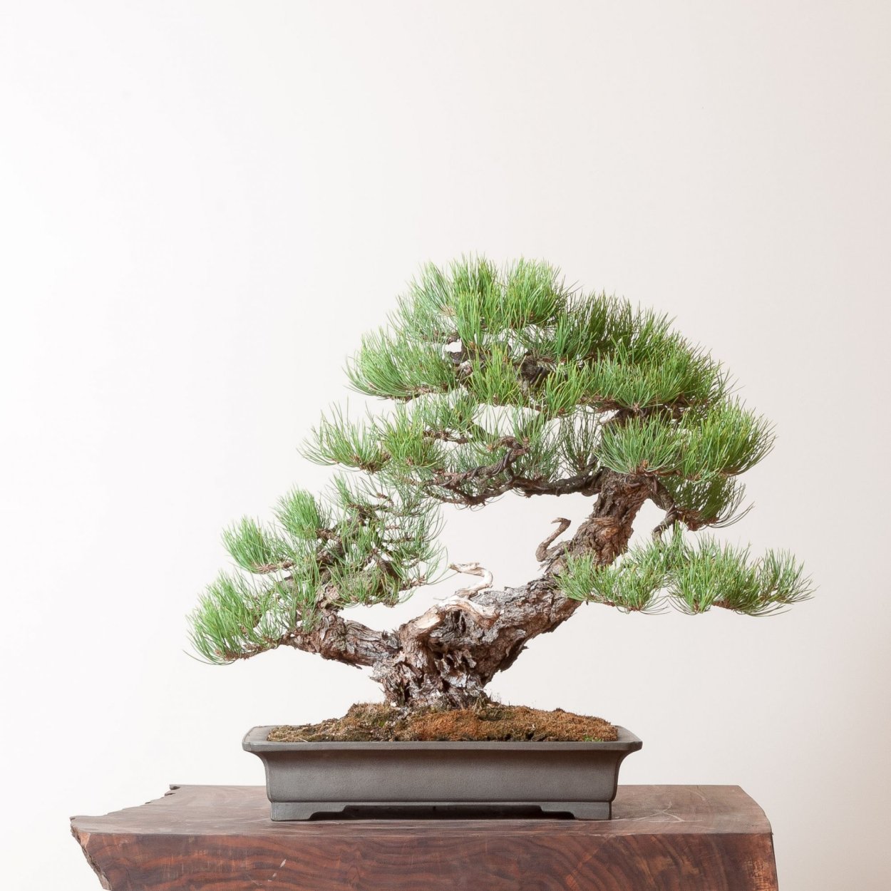 Бонсай хвойный искусственный