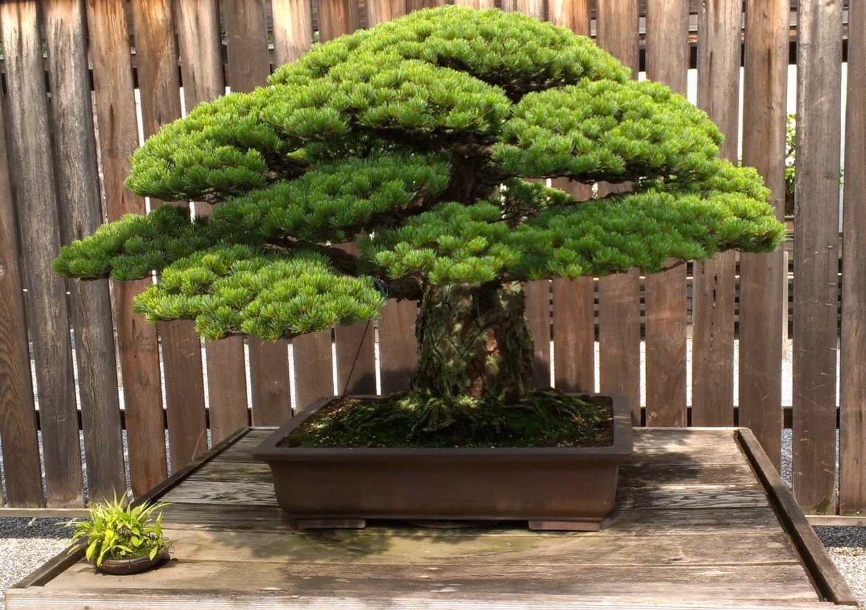 Бонсай фукинагаси сосна