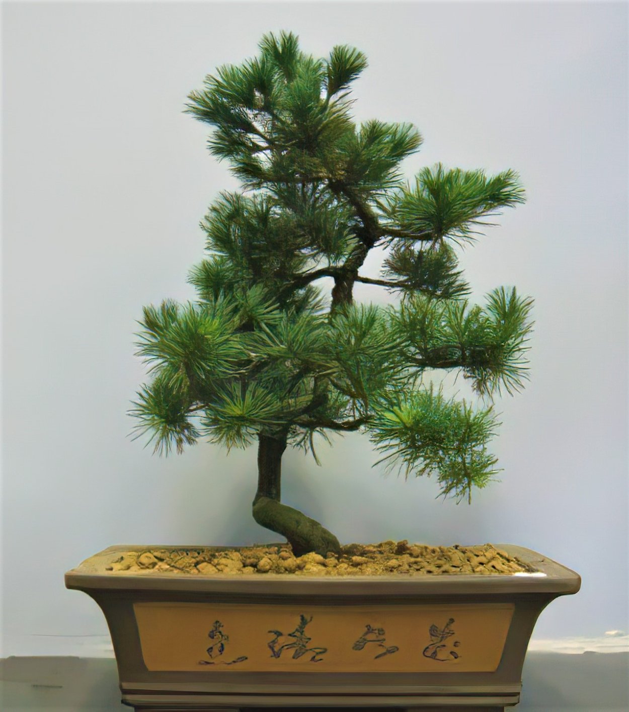 Сосна Роксбурга бонсай