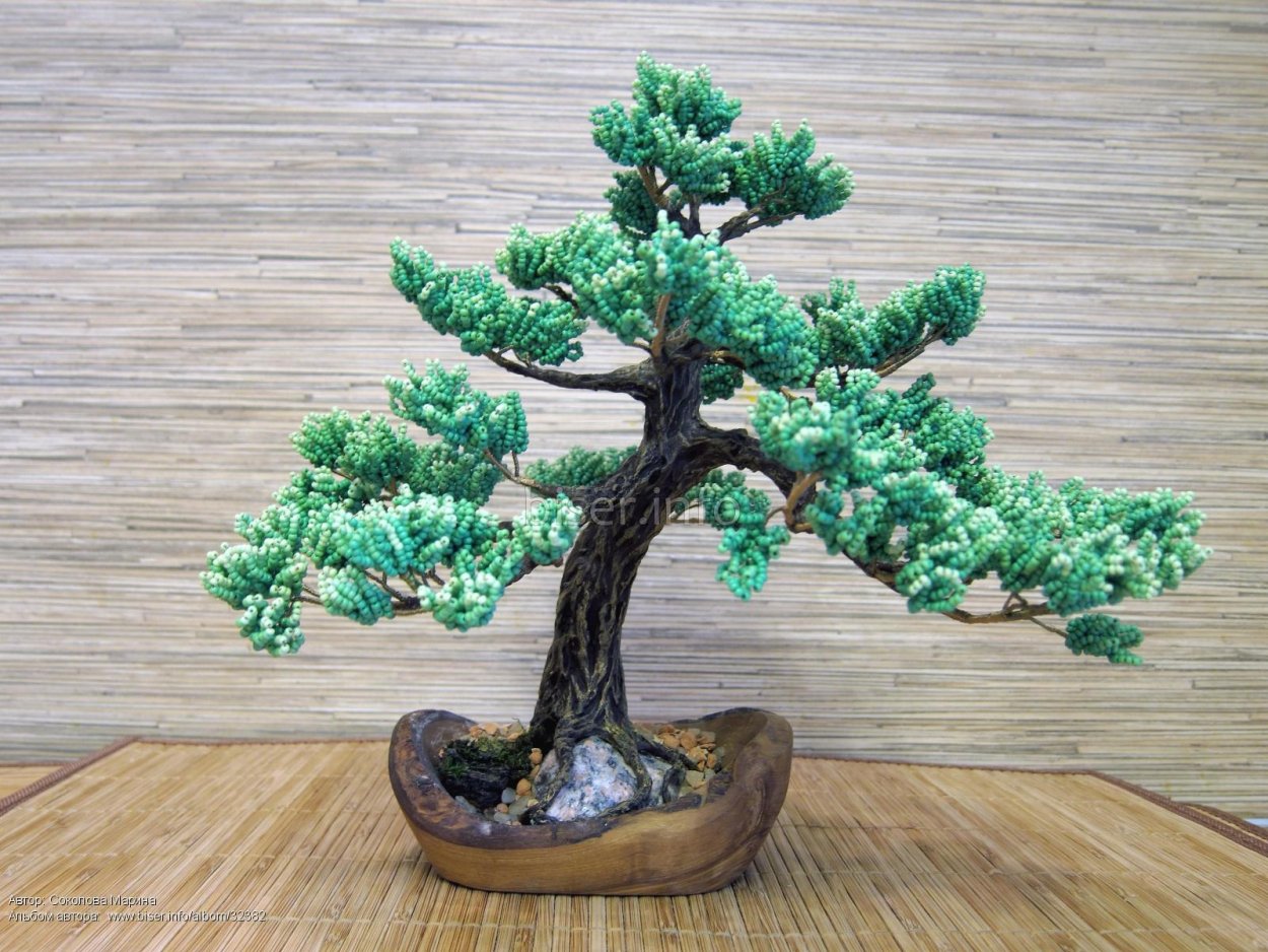 Бонсай японская белая сосна