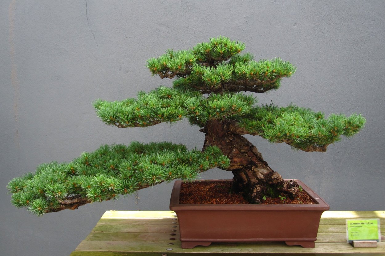 Mughus' (бонсай) сосна Горная