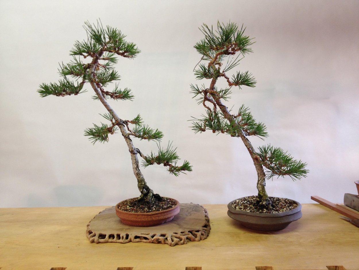 Пицундская сосна бонсай