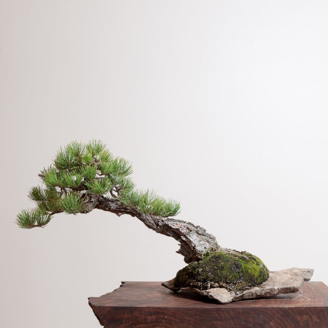 Сосна Мексиканская бонсай