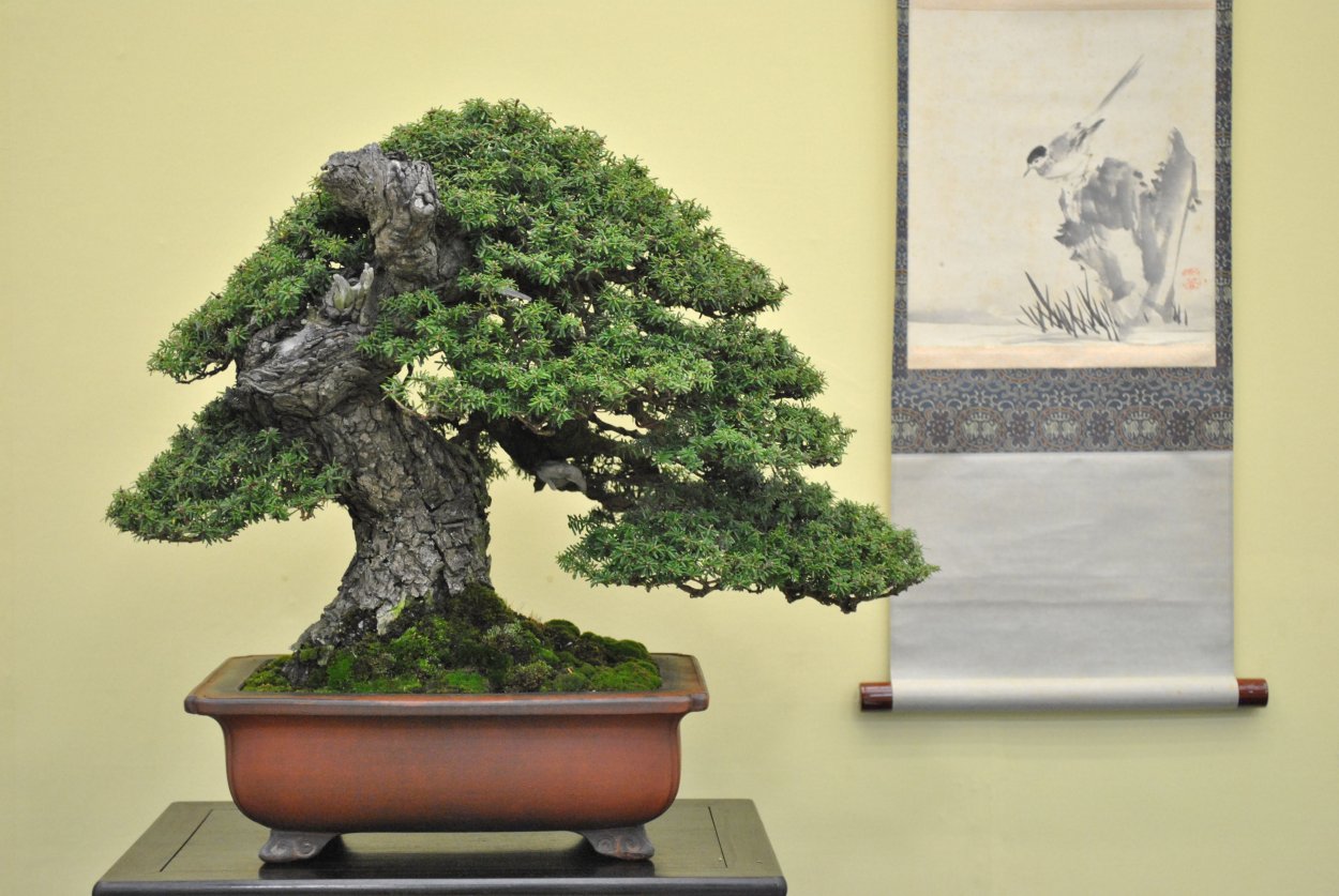 Пицундская сосна бонсай