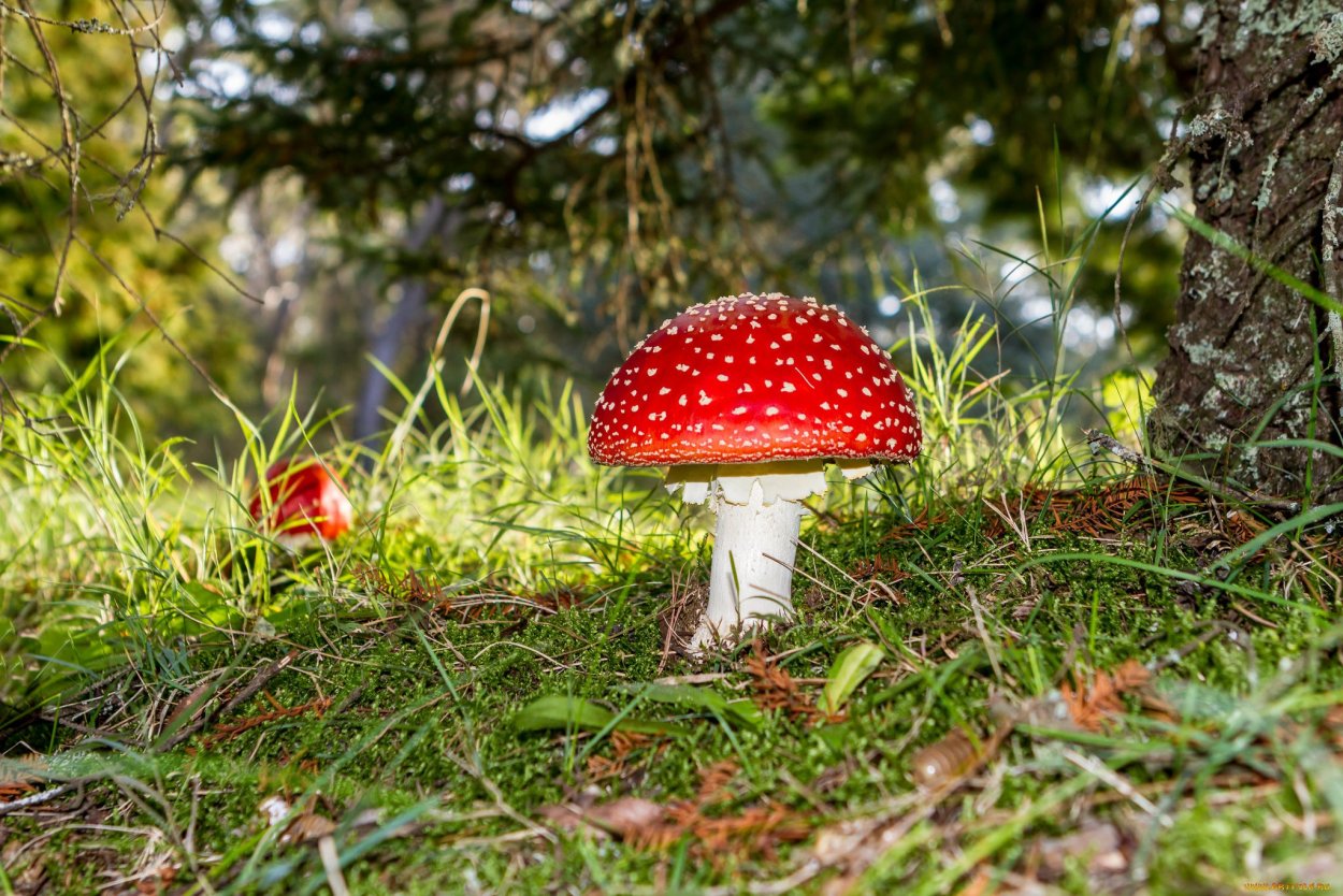 Мухоморы на Поляне