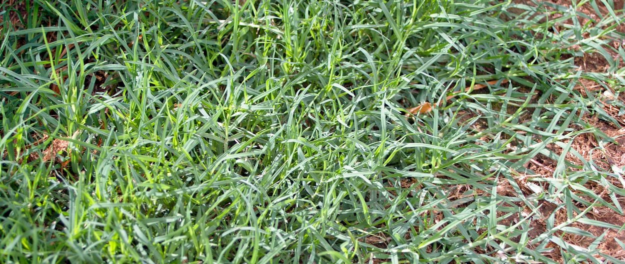 Cynodon (doob grass)