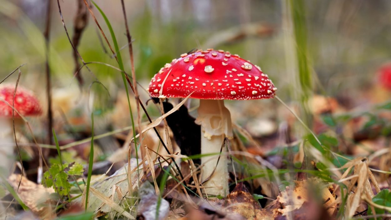 Пластинчатые грибы мухомор