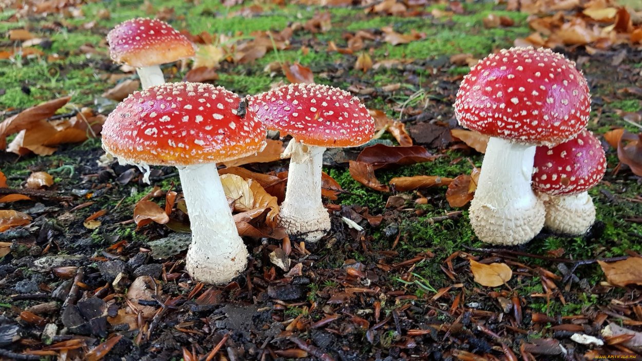 Мухомор красный молодой